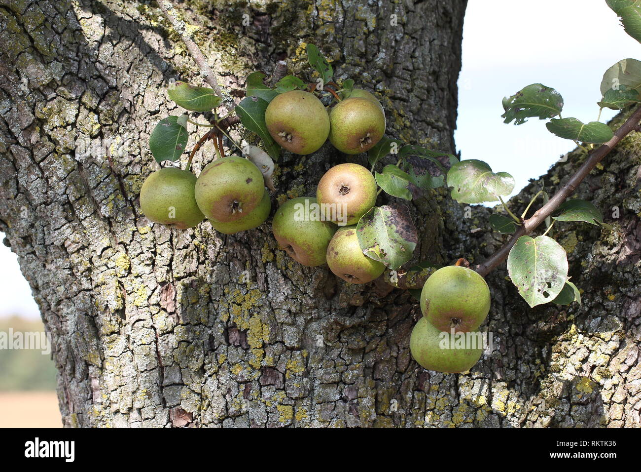 Pears ripen on the tree Stock Photo - Alamy