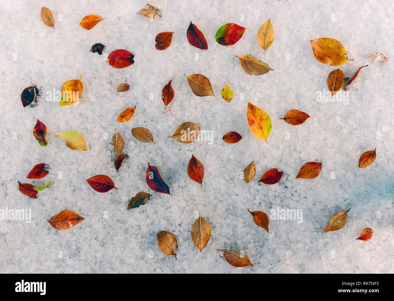 Fallen leaves on a fresh snow. Stock Photo