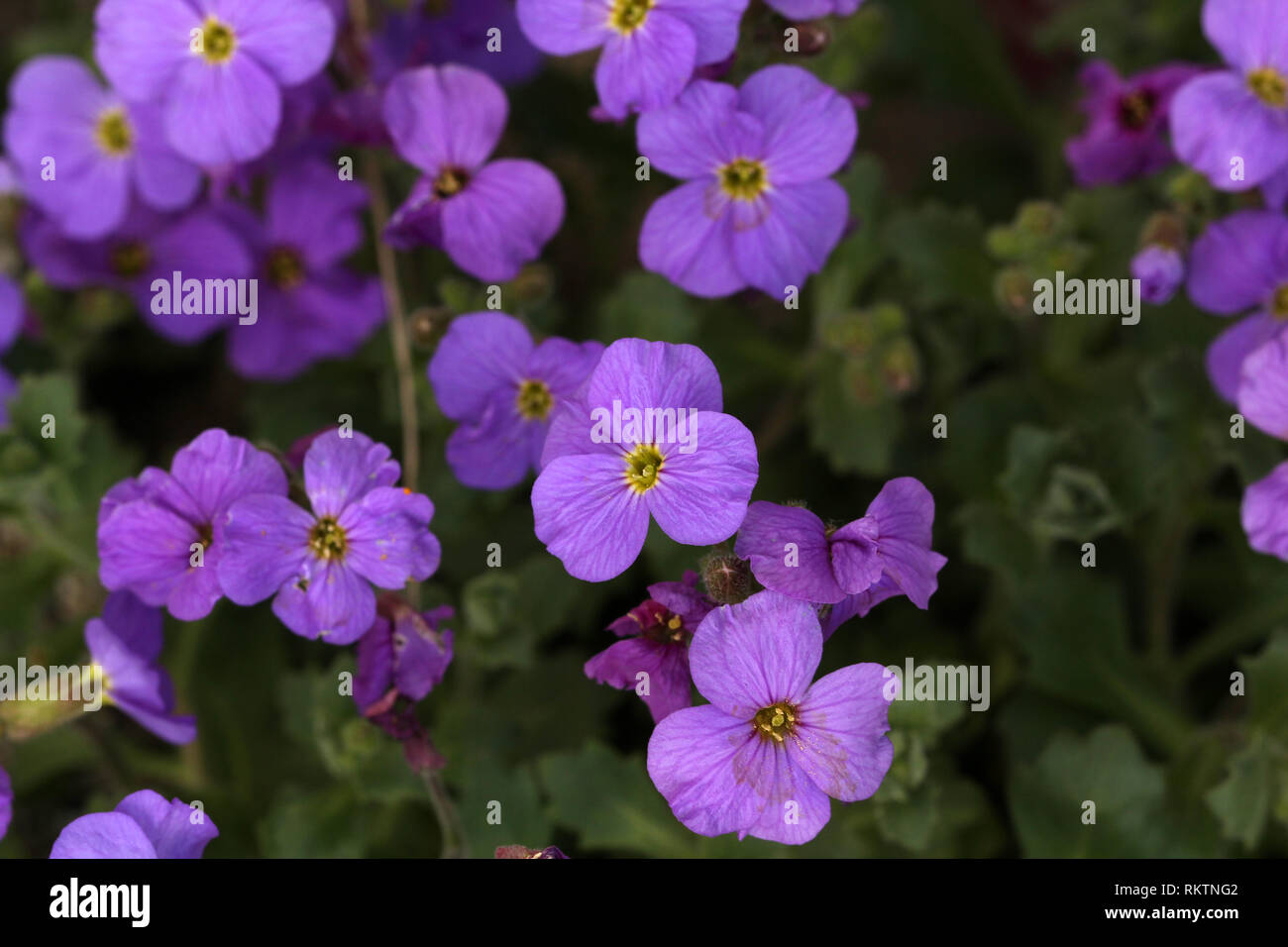 Summer / Purple flowers / Beautiful wildflowers Stock Photo - Alamy