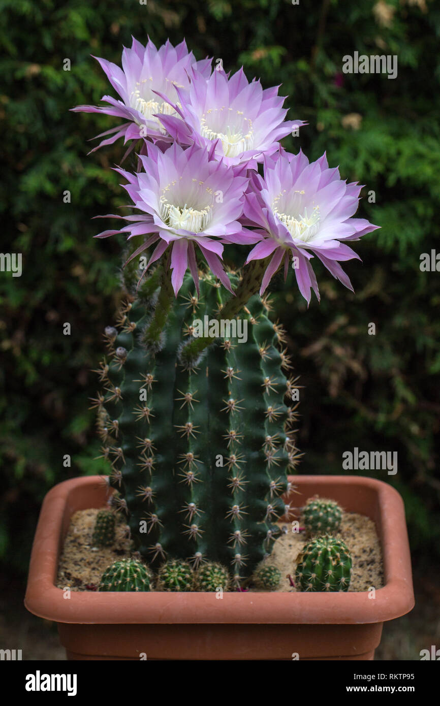 Kakteen flowers / Cactus bloom is rare, but beautiful Stock Photo - Alamy