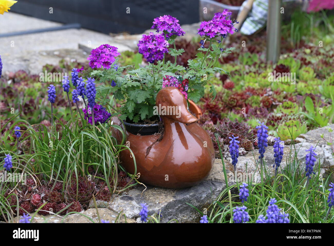 Summer theme / Beautiful purple wild flowers . Stock Photo