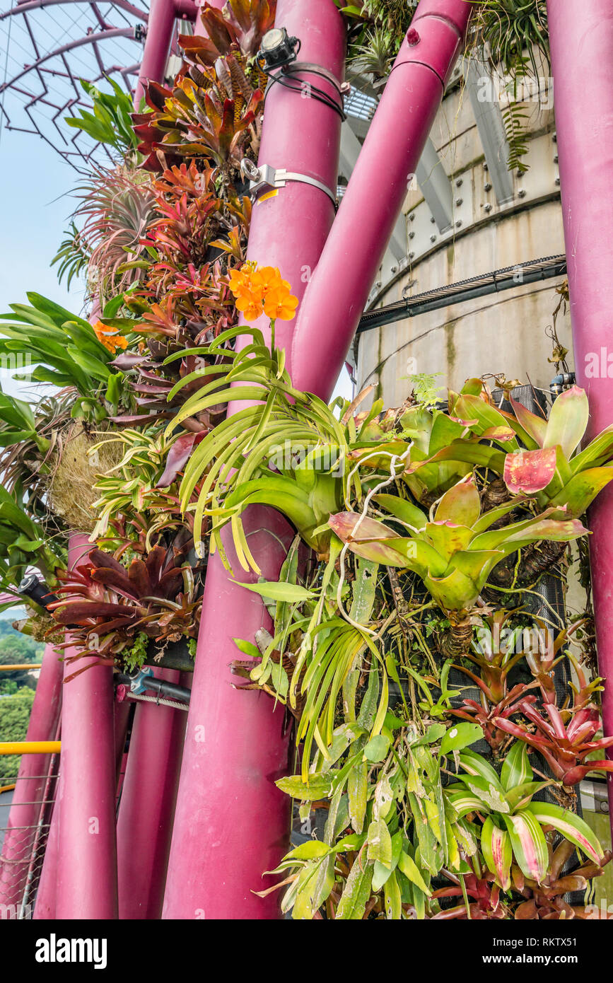 Vertically planted supertrees by day, Gardens by the Bay, Singapore Stock Photo