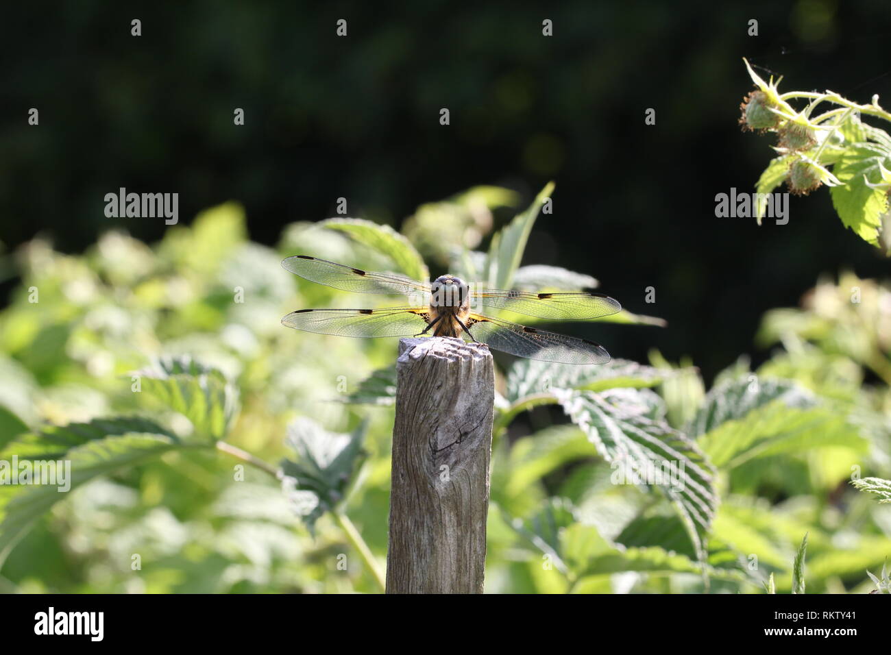 Dragonfly / Dragonfly sitting on a blade of grass Stock Photo - Alamy