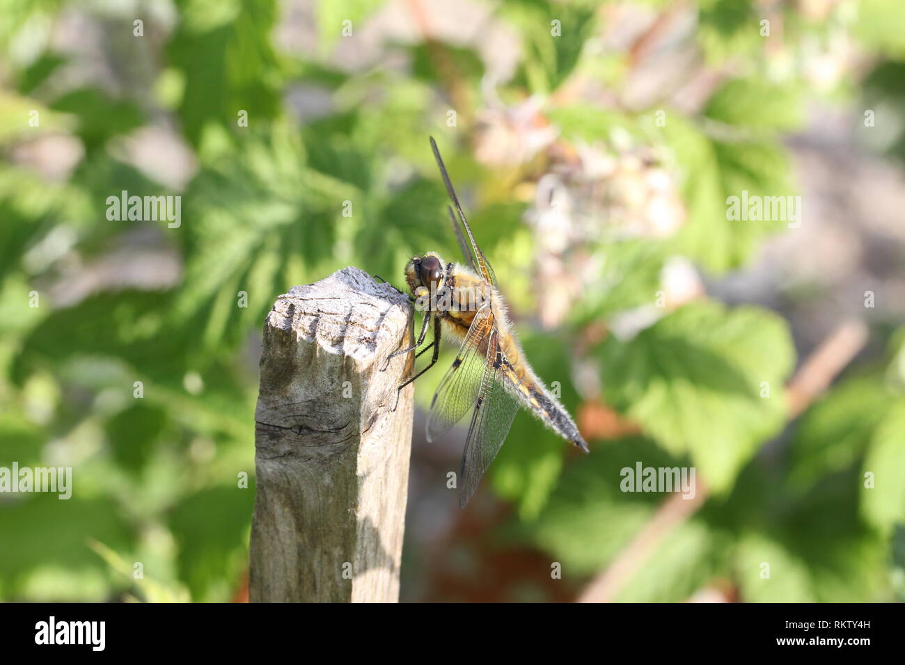 Dragonfly / Dragonfly sitting on a blade of grass Stock Photo - Alamy