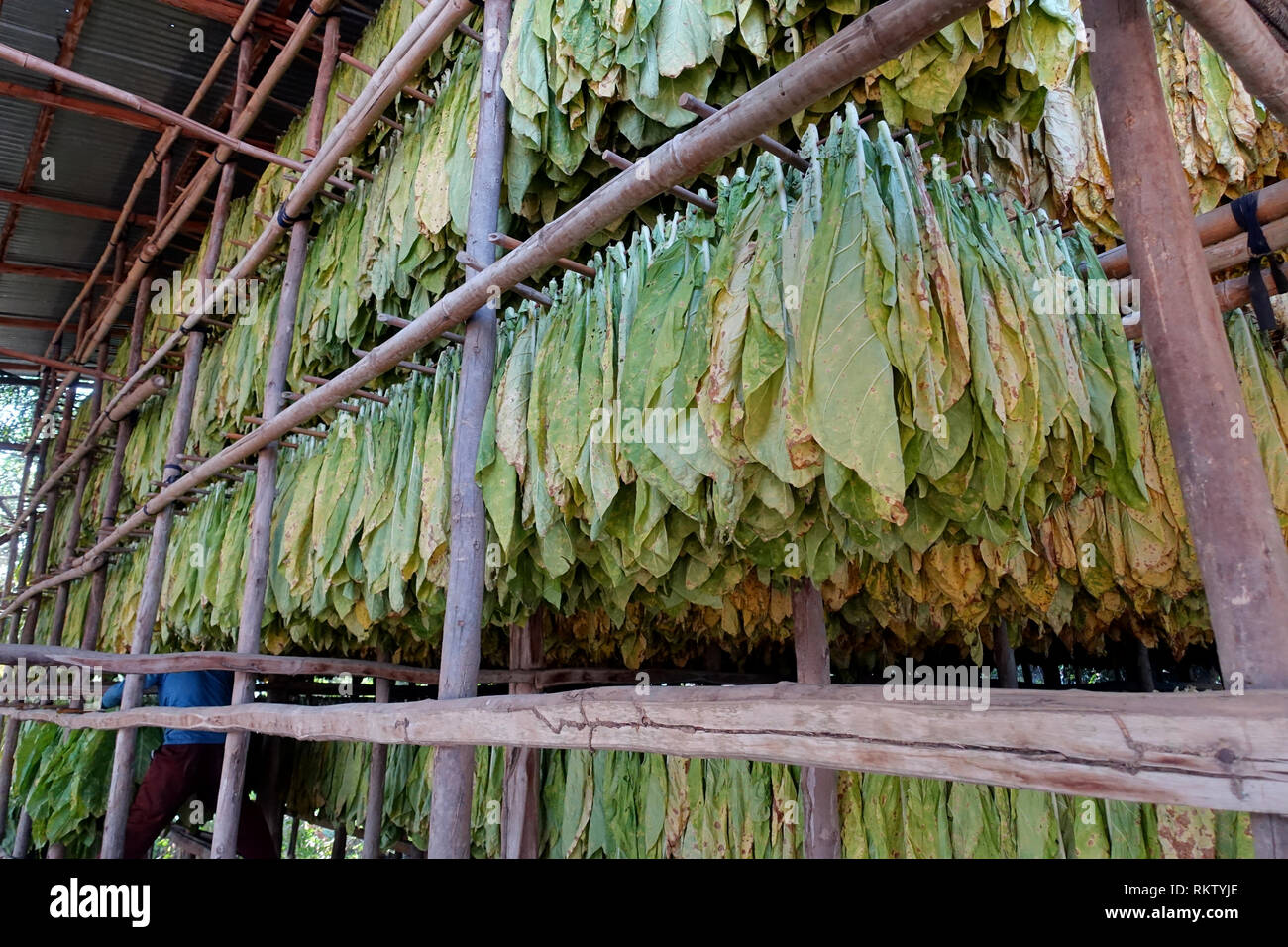 Tobacco cultivated in Sukhothai Thailand for the American tobacco companies Stock Photo