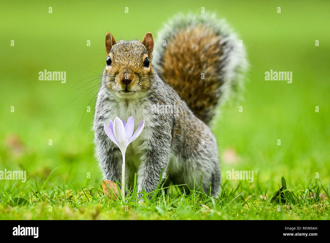 A squirrel pauses by a single purple crocus in Royal Victoria Park, Bath, where mild weather has caused an early bloom of the traditional Spring flower. Stock Photo