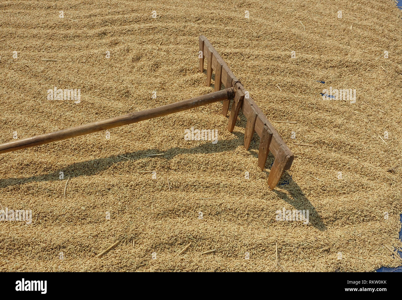 Harvested rice drying, Sukhothai Thailand Stock Photo