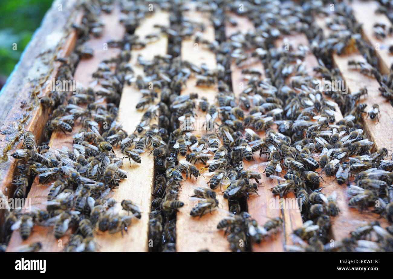 Honey bees honeycomb beehive hi-res stock photography and images - Alamy