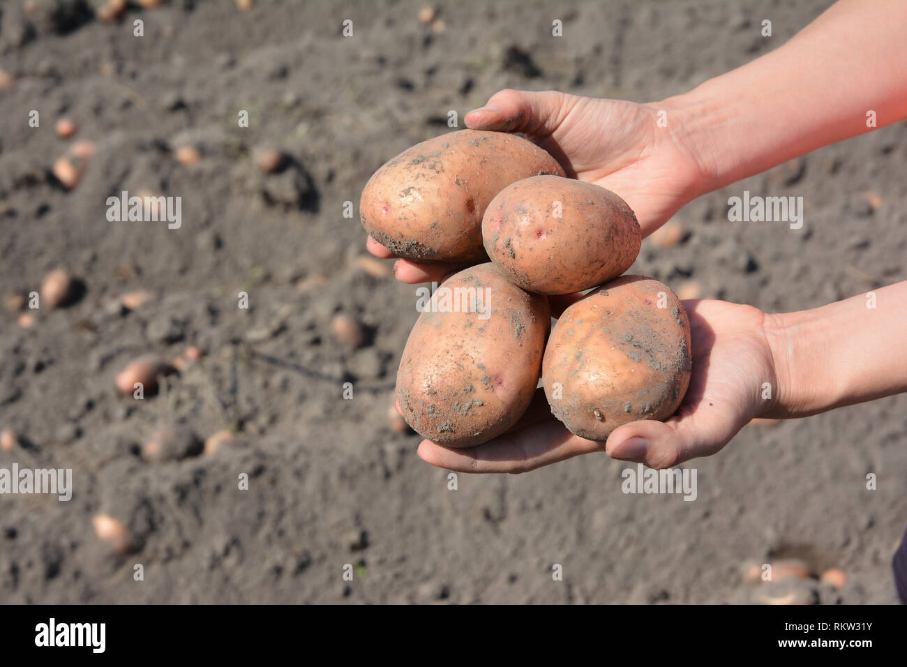 Fresh potatoes in farmer's hands. Harvesting Potatoes In The Home Garden - Better vegetable gardening. Stock Photo