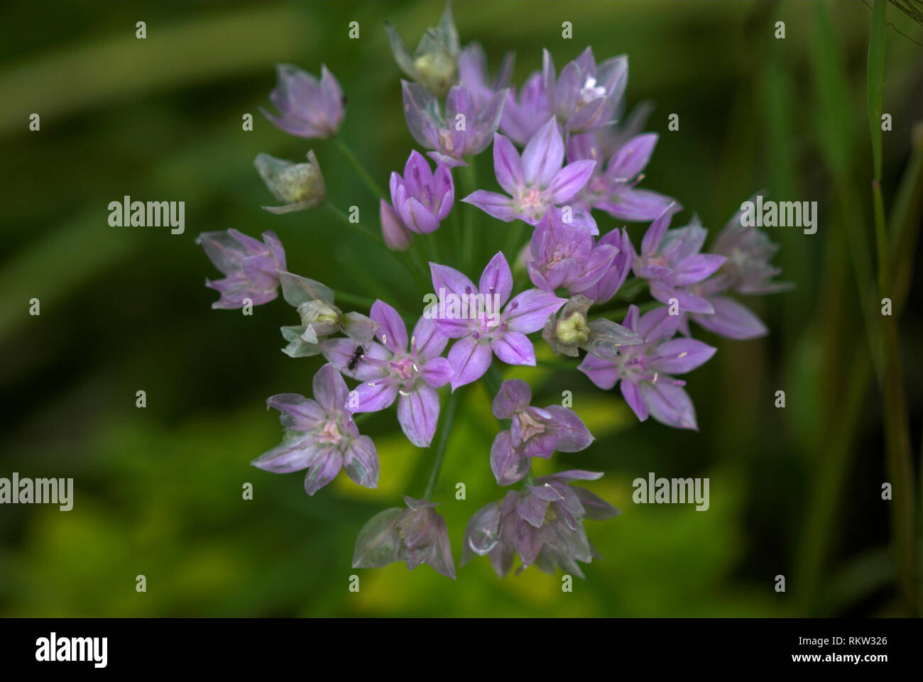 Allium unifolium in flower in Dorset cottage garden, June Stock Photo