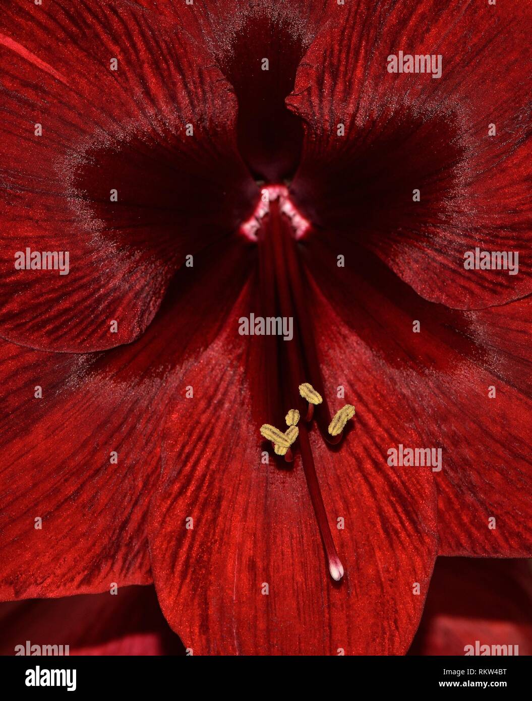 Amaryllis hippeastrum black pearl hires stock photography and images