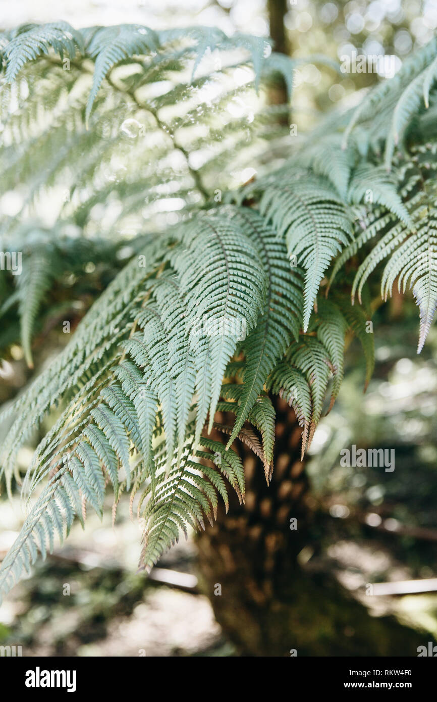 Fern in a natural environment. Tropical plant in the rainforest Stock