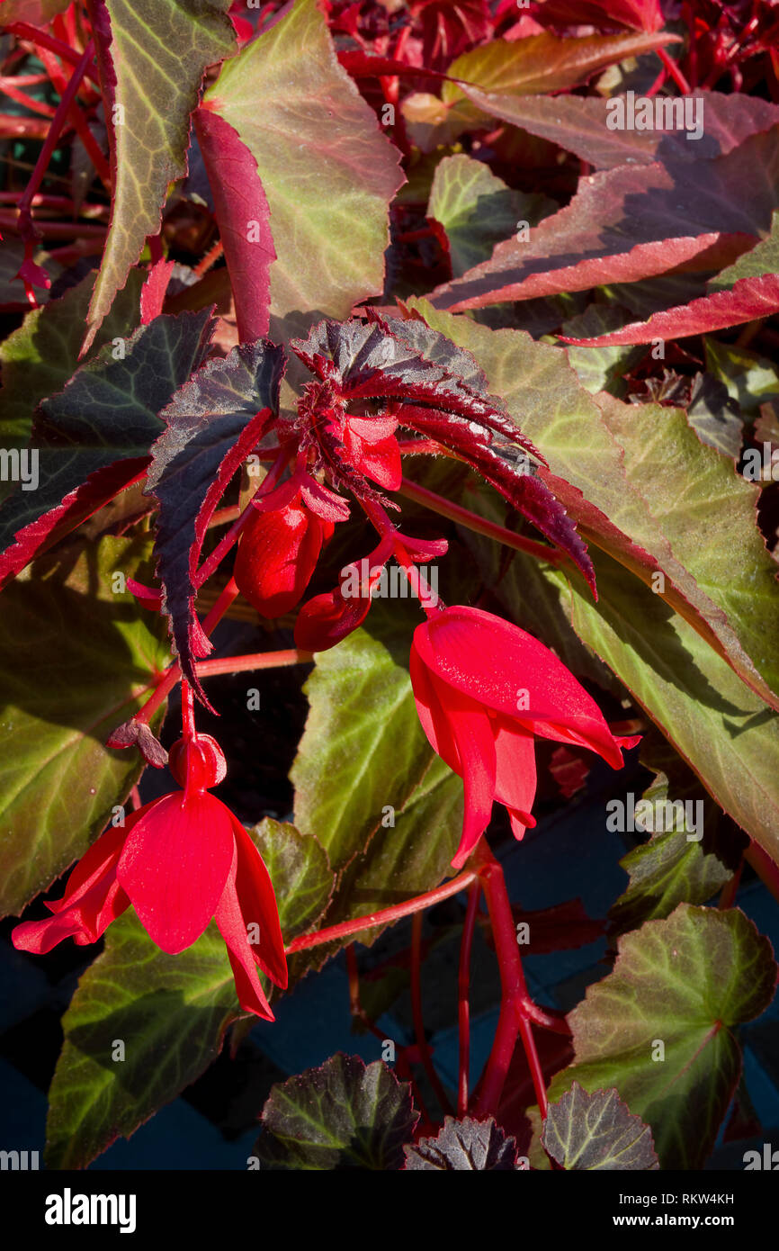 Red stems and flowers of an annual Begonia Stock Photo Alamy