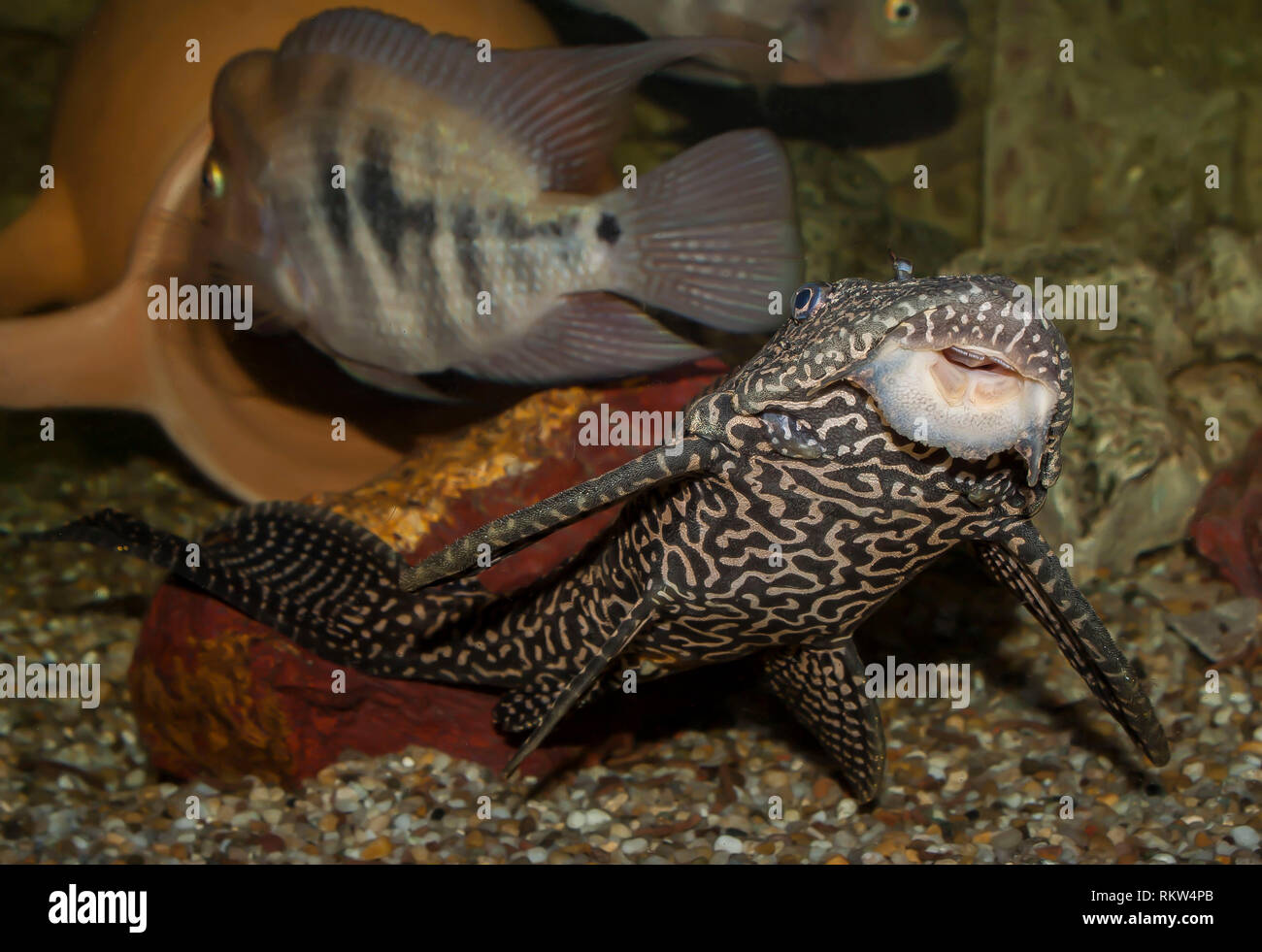 Aquarium life, Central American fish Stock Photo