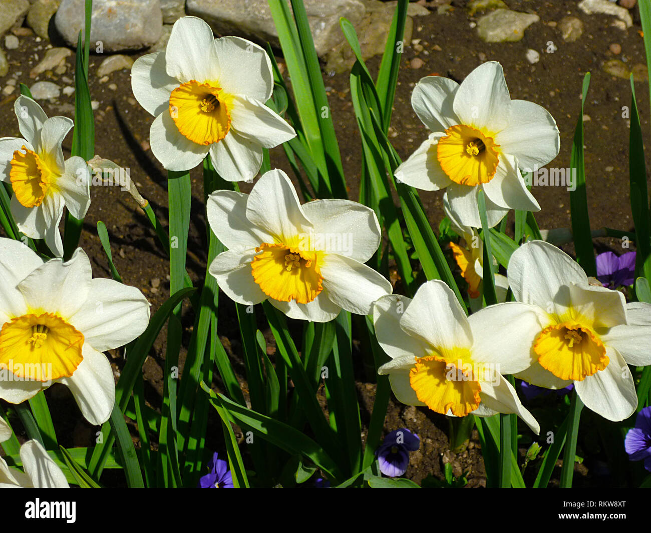 Field of Narcissus in spring Stock Photo