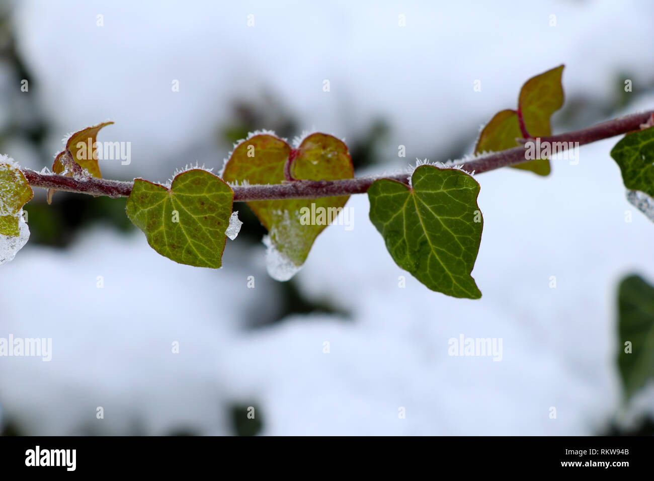 Happy valentine Hearts of plants for valentines day in winter Stock Photo