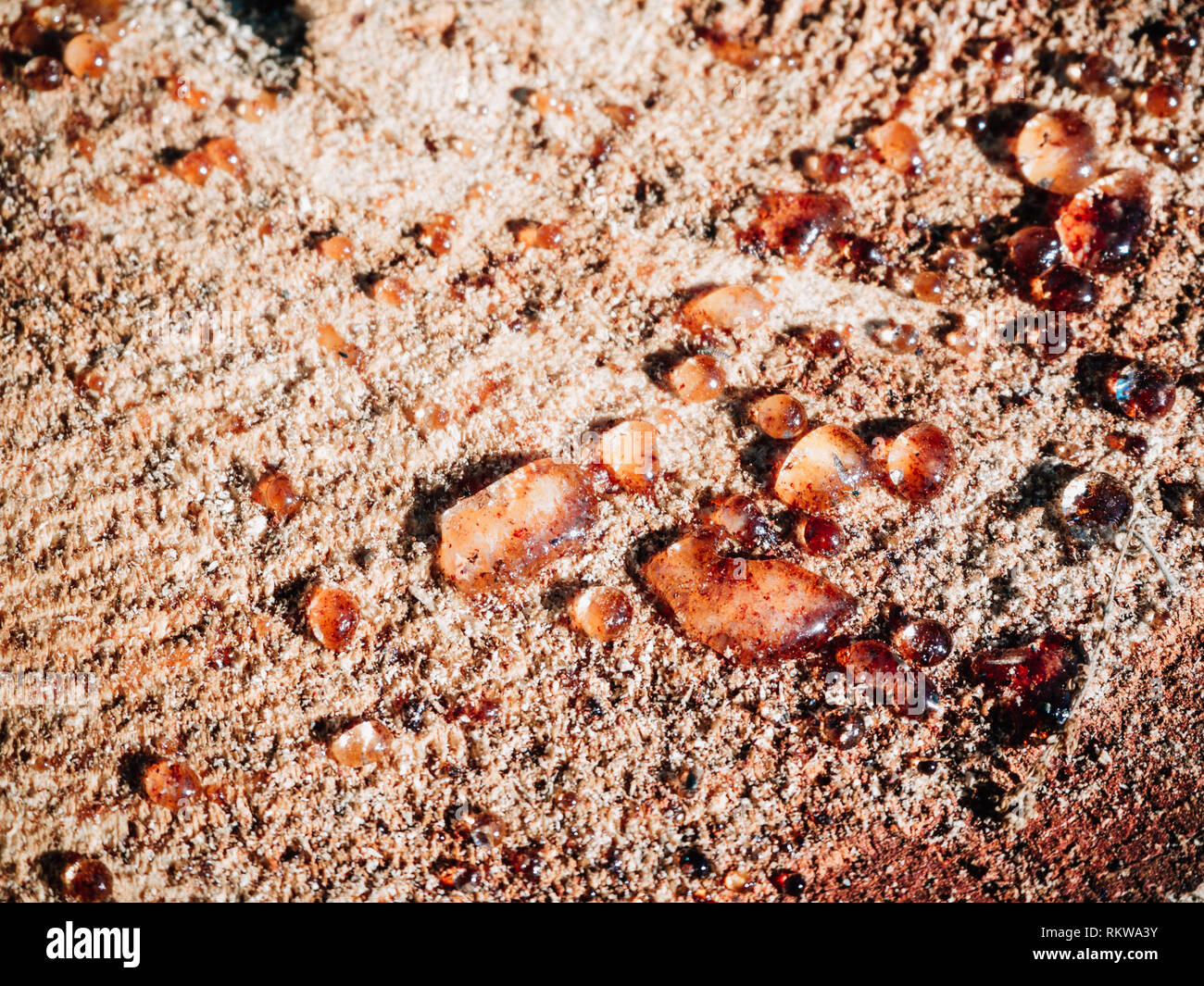 Sap drops hires stock photography and images Alamy