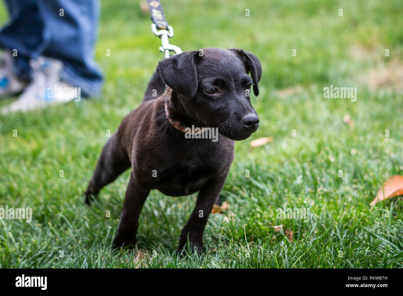 patterdale terrier images