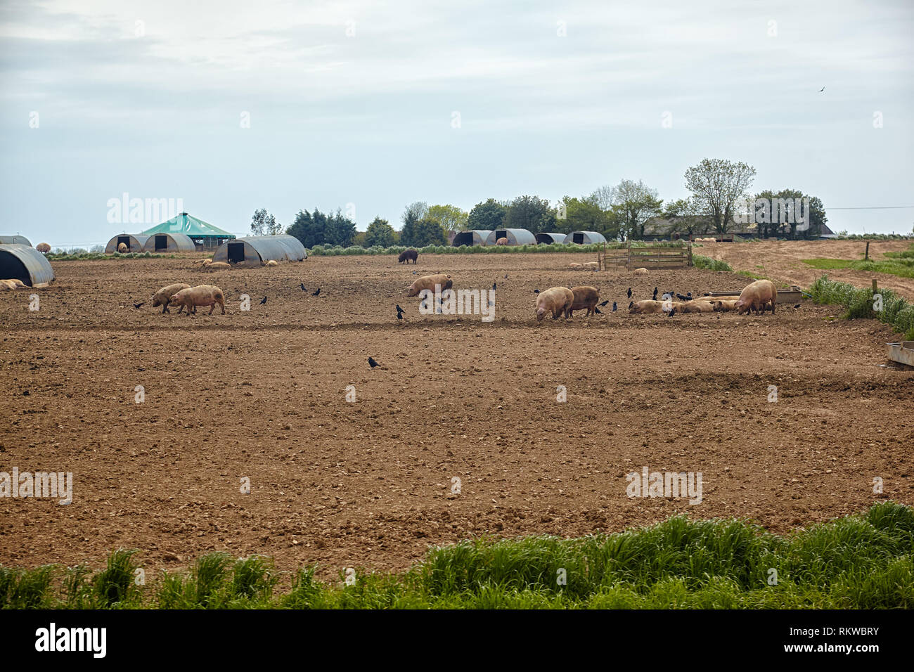 The view of the pigs near the pig ark on the outdoor pig unit in Devon. England Stock Photo