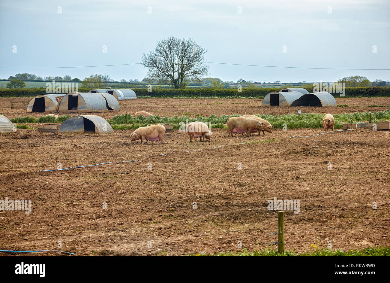 The view of the pigs near the pig ark on the outdoor pig unit in Devon. England Stock Photo