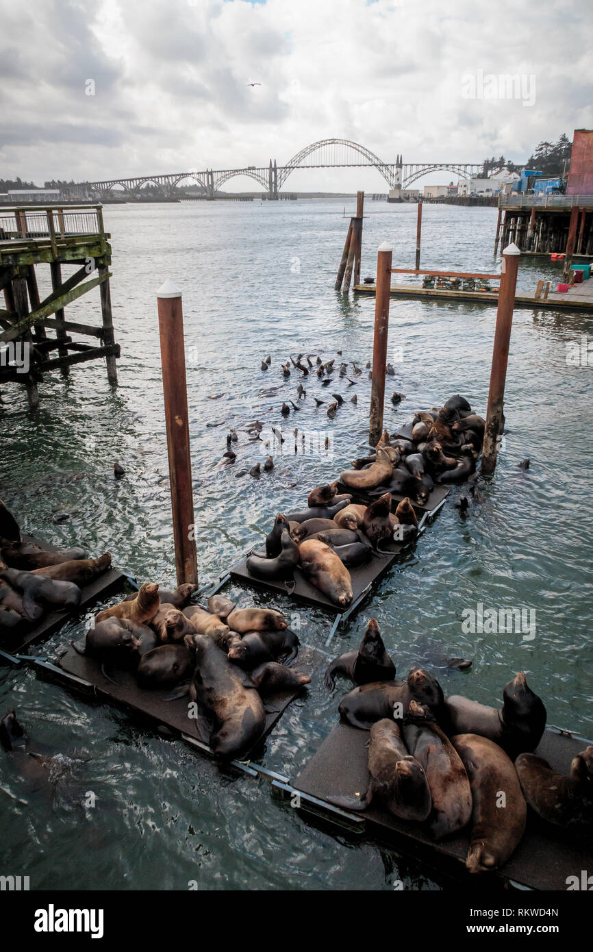 Dock seals hires stock photography and images Alamy