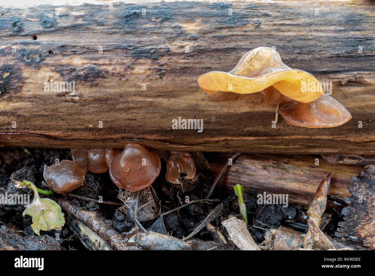 Orange fungi growing out of the side of a log on a forest floor Stock ...