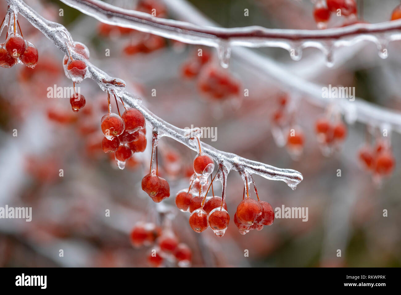 Detroit, Michigan USA - 12 February 2019 - A crab apple tree is coated in ice after snow, sleet, and freezing rain fell in southeast Michigan. Credit: Jim West/Alamy Live News Stock Photo