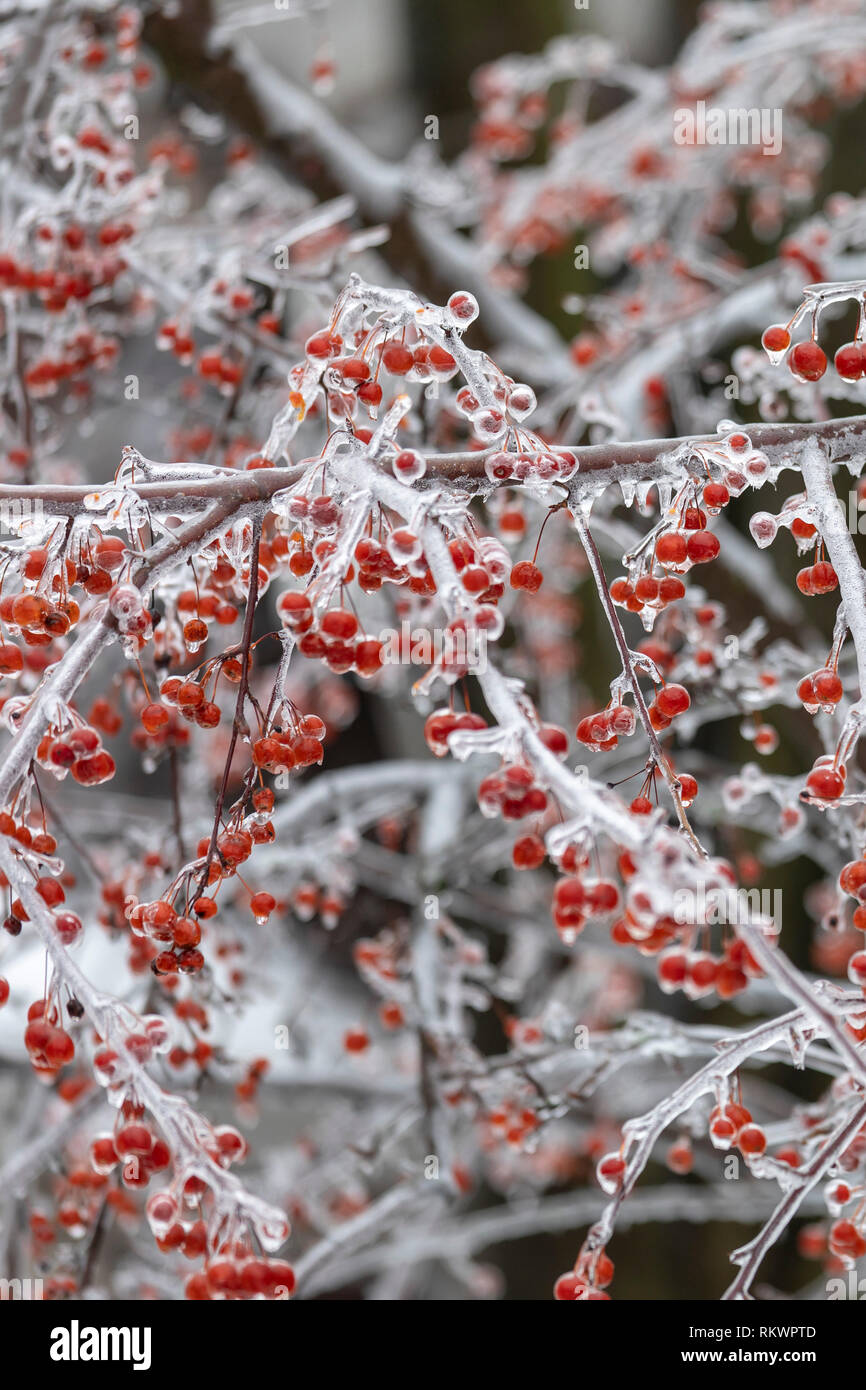Detroit, Michigan USA - 12 February 2019 - A crab apple tree is coated in ice after snow, sleet, and freezing rain fell in southeast Michigan. Credit: Jim West/Alamy Live News Stock Photo