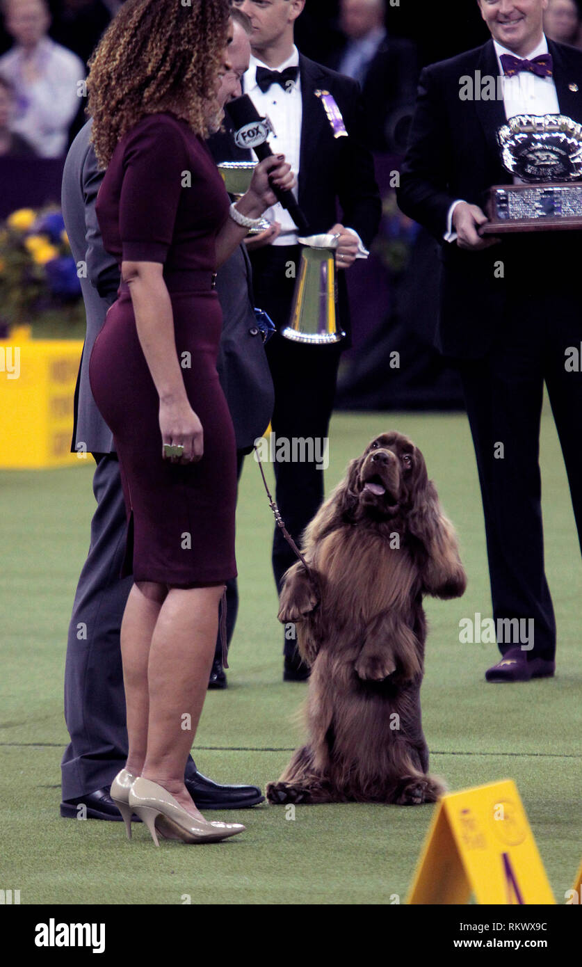 New York, USA. 12th Feb 2019. Westminster Dog Show - New York City, 12 February, 2019:  Sussex Spaniel GCH CH Kamand's Full of Beans, or Bean for short, celebrates with his handler after winning the Sporting Group at the 143rd Annual Westminster Dog Show, Tuesday evening at Madison Square Garden in New York City.  It was the second straight year he won the group. Credit: Adam Stoltman/Alamy Live News Stock Photo
