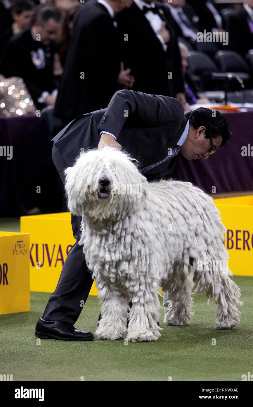 New York, USA. 12th Feb 2019. Westminster Dog Show - New York City, 12 February, 2019:  Addison, A Komondor awaits judging in the Working Group competition at the 143rd Annual Westminster Dog Show, Tuesday evening at Madison Square Garden in New York City. Credit: Adam Stoltman/Alamy Live News Stock Photo