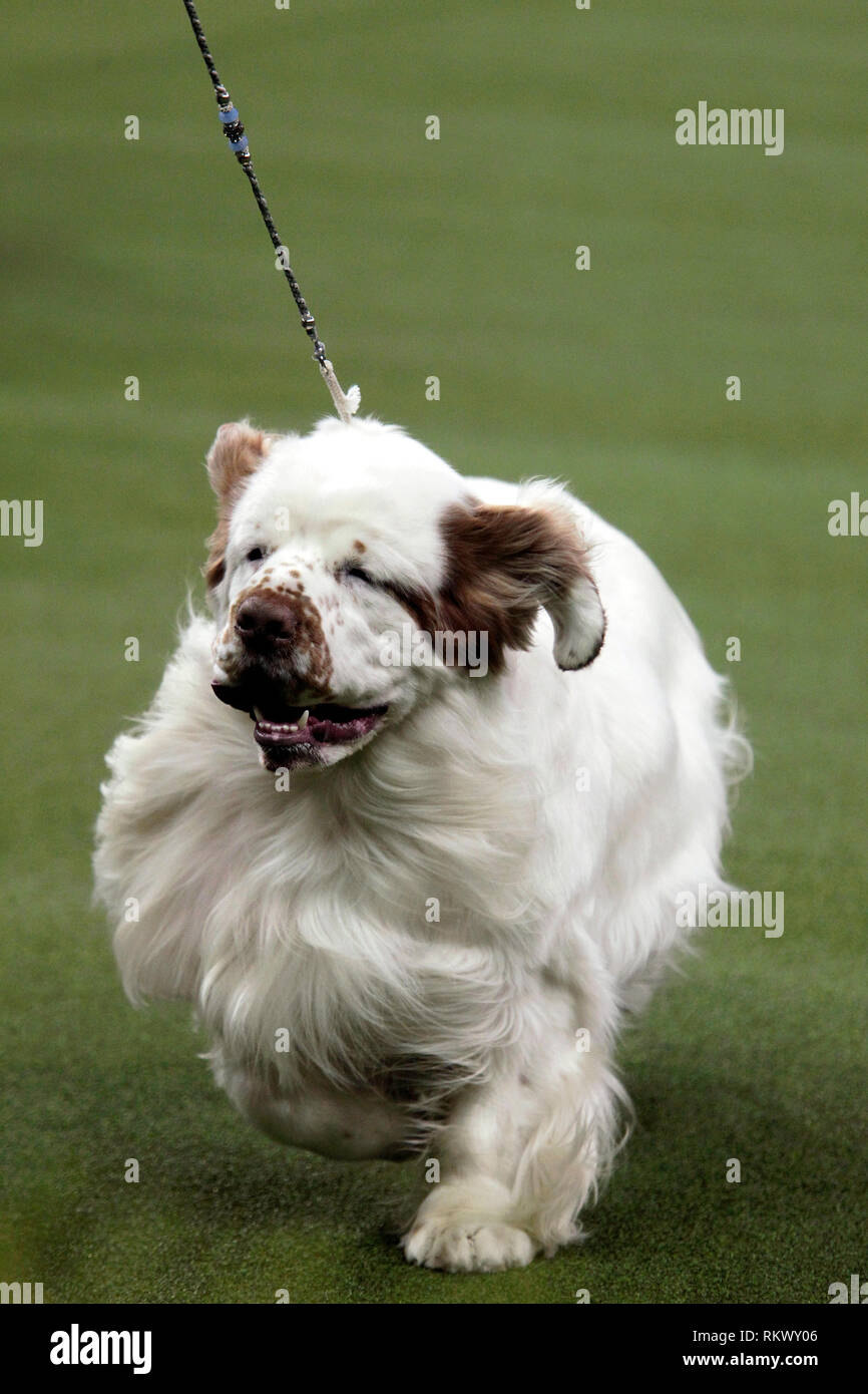 New York, USA. 12th Feb 2019. Westminster Dog Show - New York City, 12 February, 2019:  A Clumber Spaniel during judging of the Sporting Group at the 143rd Annual Westminster Dog Show, Tuesday evening at Madison Square Garden in New York City. Credit: Adam Stoltman/Alamy Live News Stock Photo