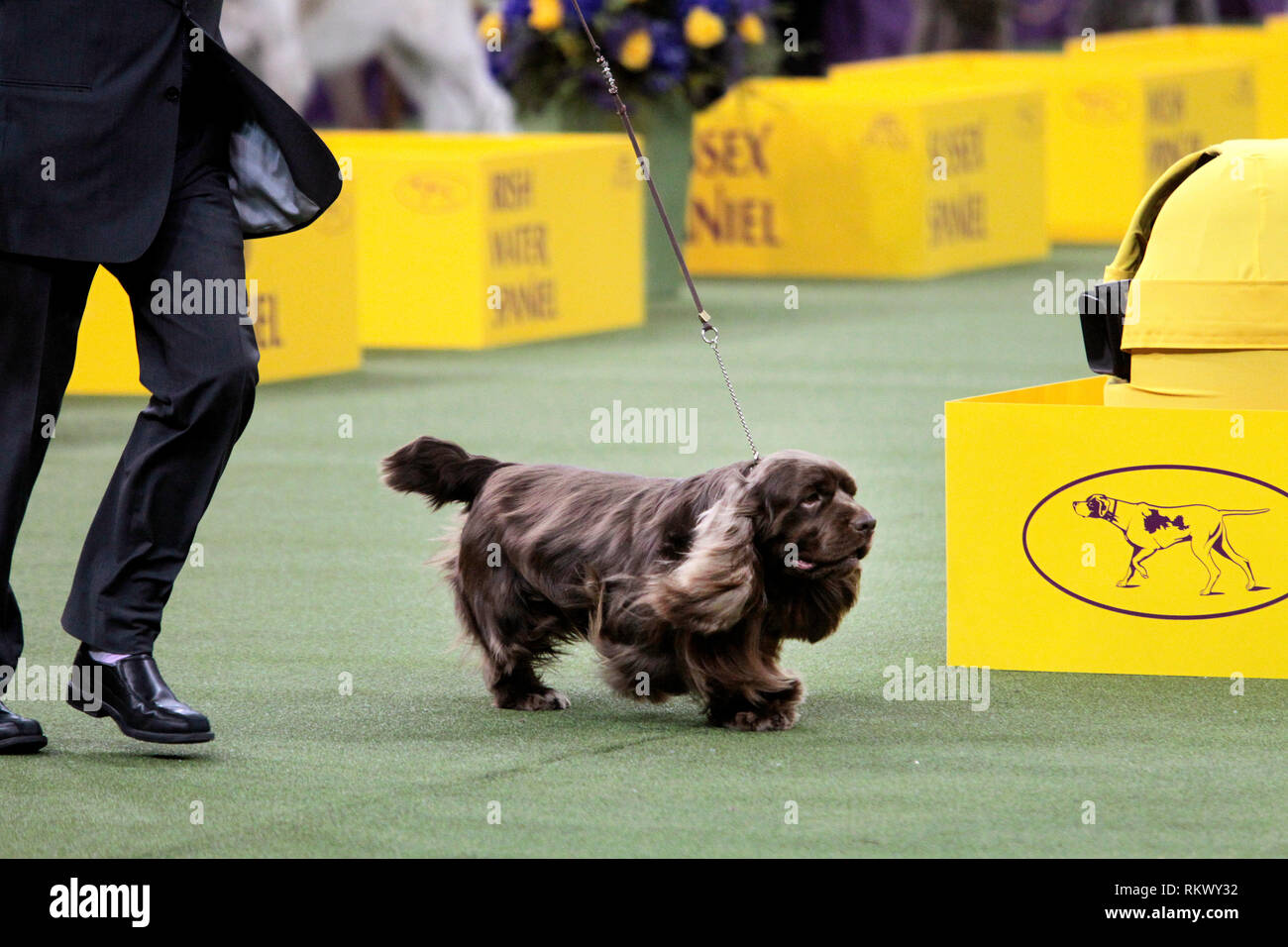 New York, USA. 12th Feb 2019. Westminster Dog Show - New York City, 12 February, 2019:  Sussex Spaniel GCH CH Kamand's Full of Beans, or Bean for short, with his handler after winning the Sporting Group at the 143rd Annual Westminster Dog Show, Tuesday evening at Madison Square Garden in New York City.  It was the second straight year he won the group. Credit: Adam Stoltman/Alamy Live News Stock Photo