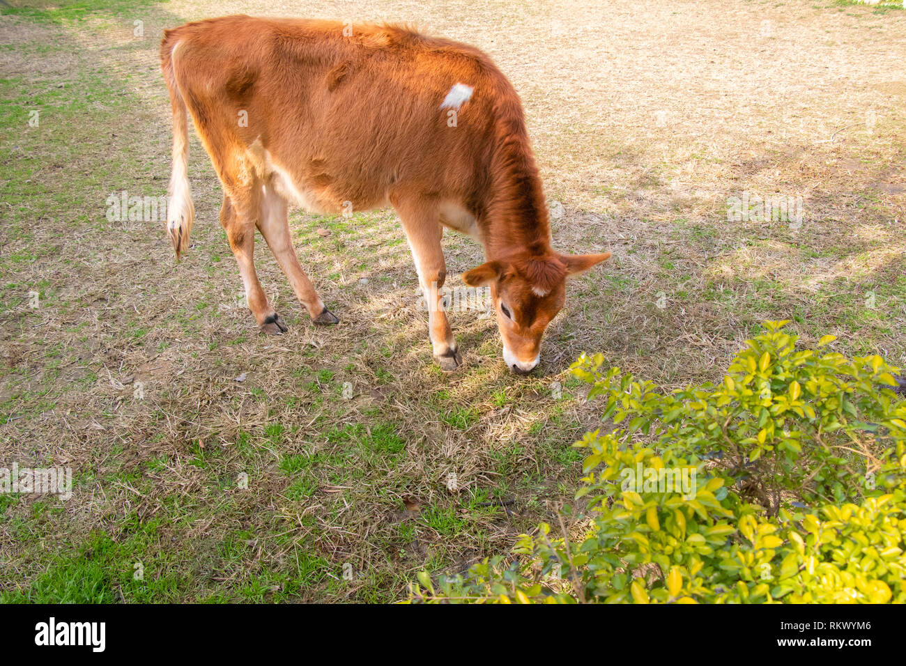 Young cow calf walking in the ground Stock Photo Alamy