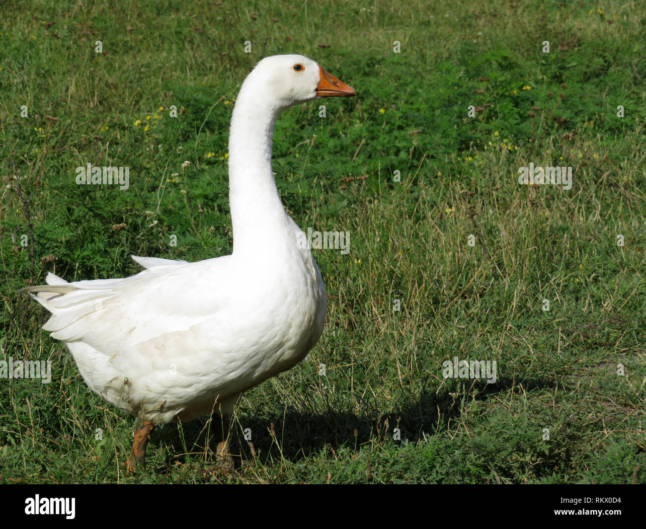 Beautiful white goose on the green grass in free range farm. Goose in sunny day walking on summer meadow in countryside Stock Photo