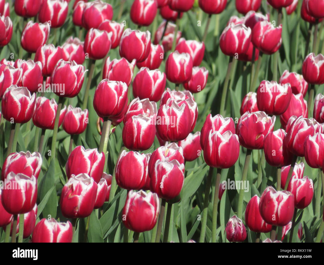 Beautiful red tulips field. Colorful tulips in spring at the garden, floral background Stock Photo