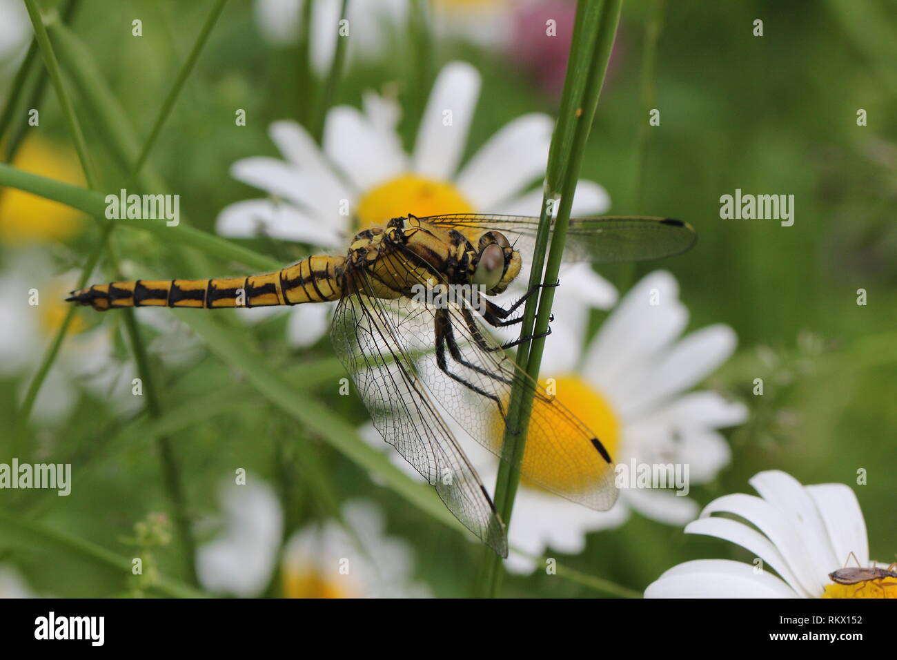 Dragonfly / Dragonfly sitting on a blade of grass Stock Photo - Alamy