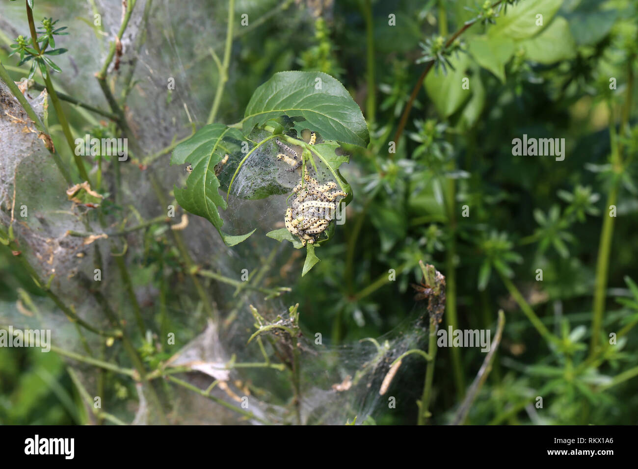 Pine woods caterpillars hi-res stock photography and images - Alamy