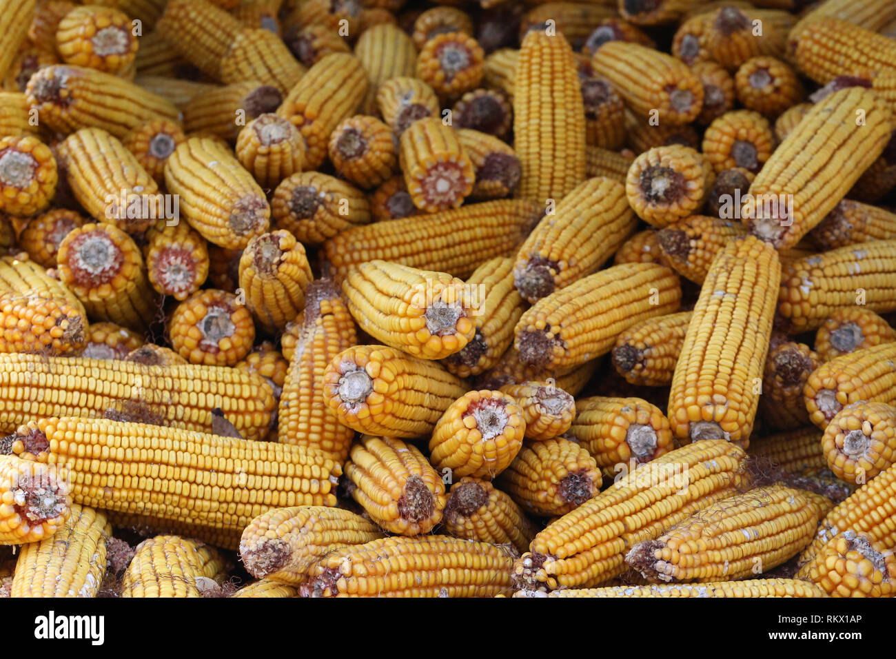 Corn cobs in storage / Corn cobs for cattle feed Stock Photo Alamy