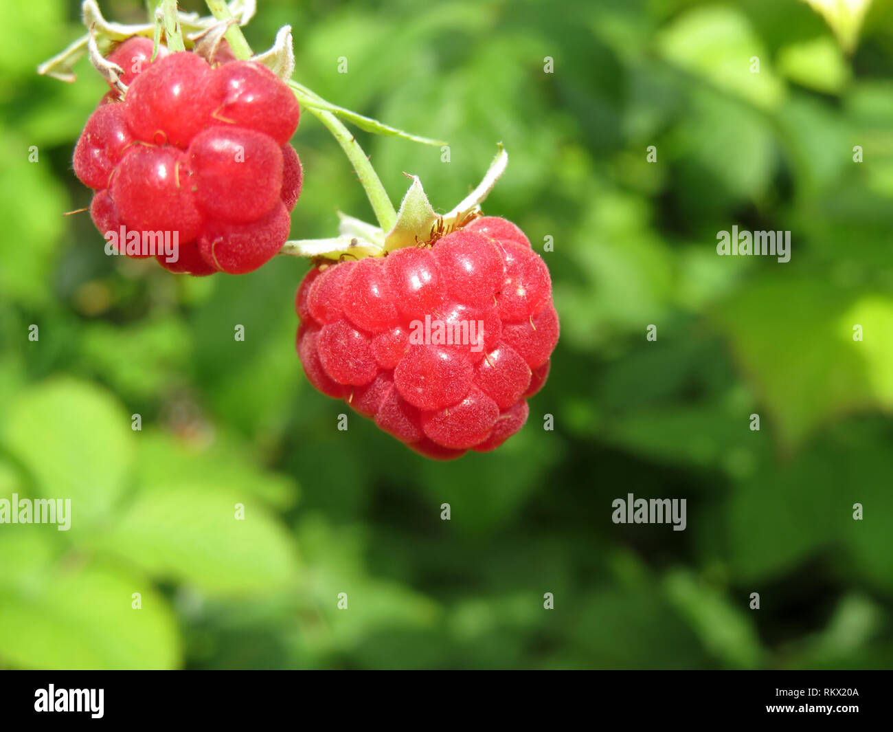 Ripe red raspberries on a branch, close-up. Beautiful raspberry growing on a green bush in sunny day, selective focus Stock Photo