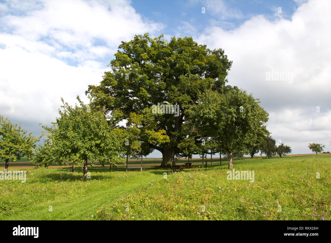 Centennial oak / Huge millennial oak stands in the meadow Stock Photo