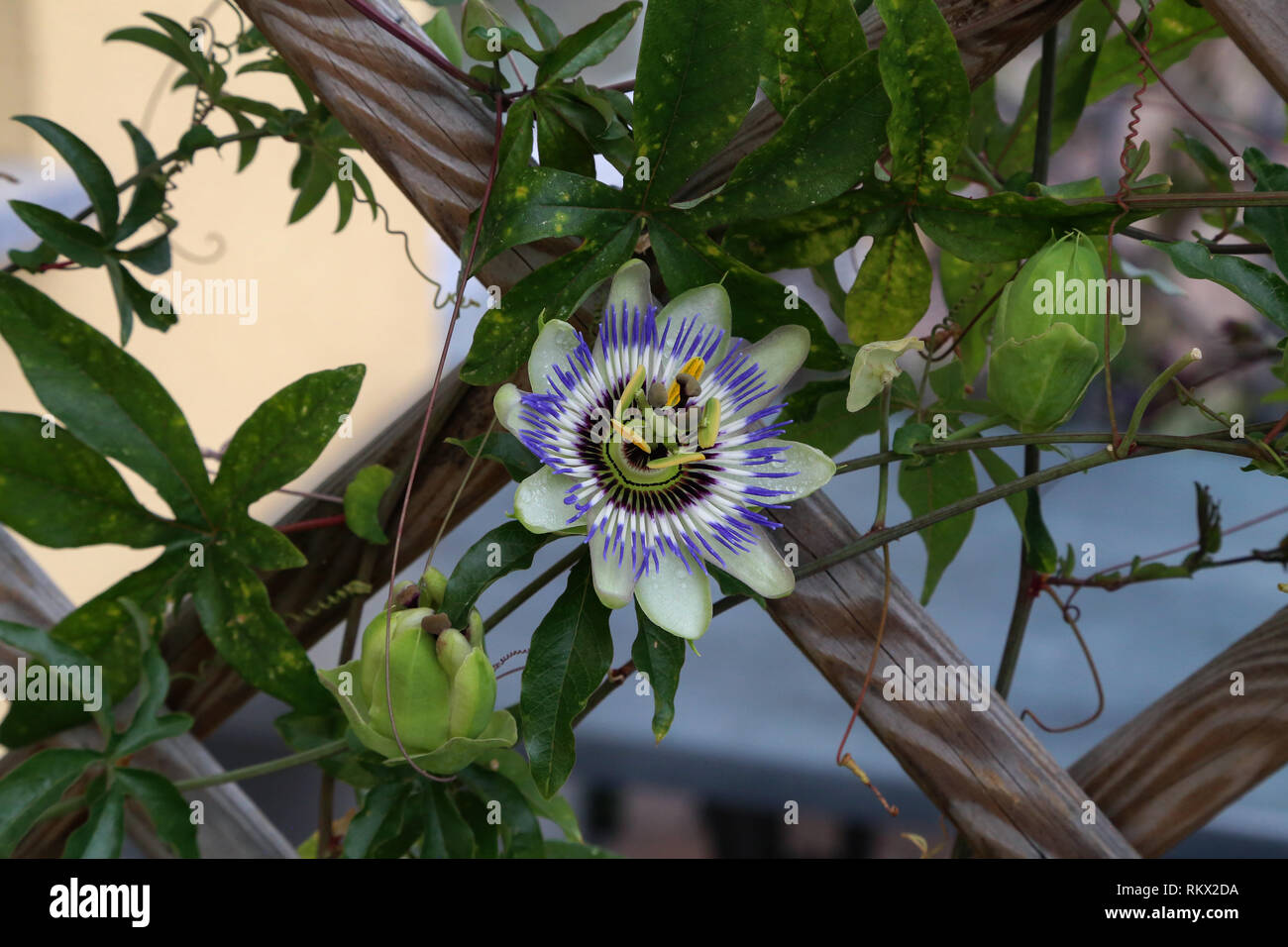 Passion flower climbing tendrils hires stock photography and images