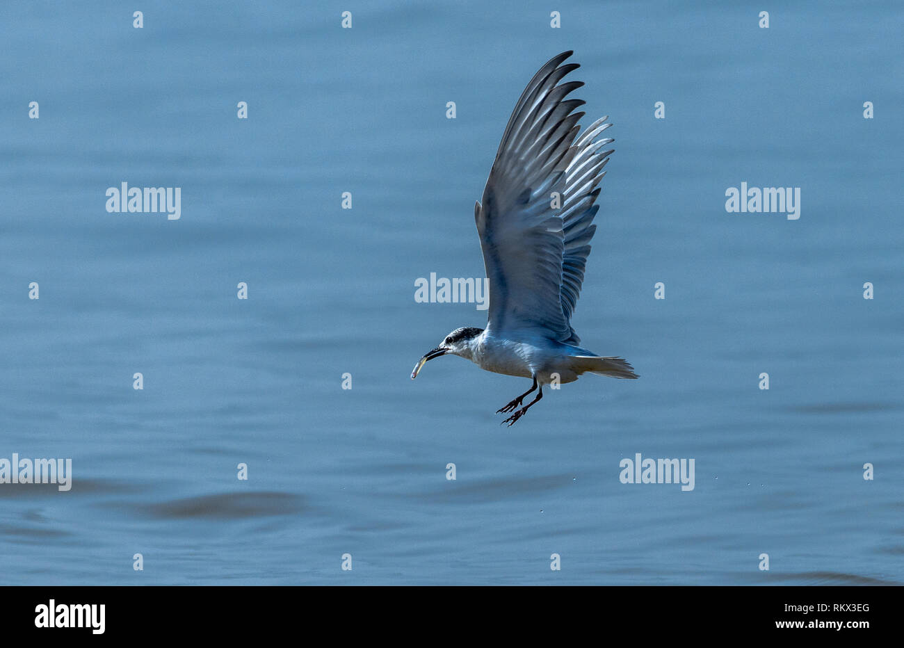 Bird flying away with its talon Stock Photo