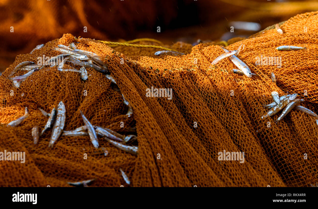 Fishing using net Stock Photo - Alamy