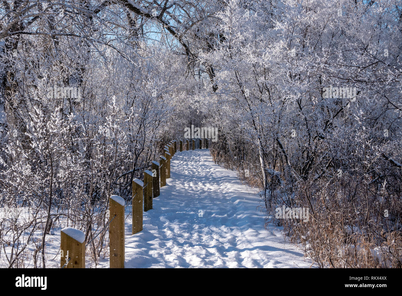 A snow covered walking trail in the woods in the Inglewood bird sanctuary in Calgary, Alberta, Canada Stock Photo