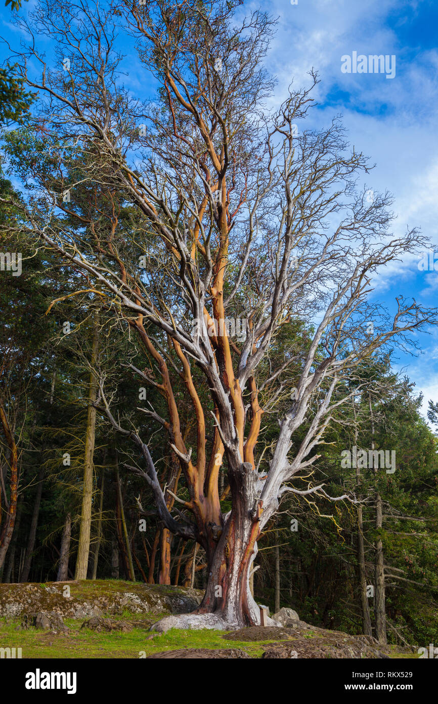 An Arbutus tree with it's typical peeling bark on San Juan Island in