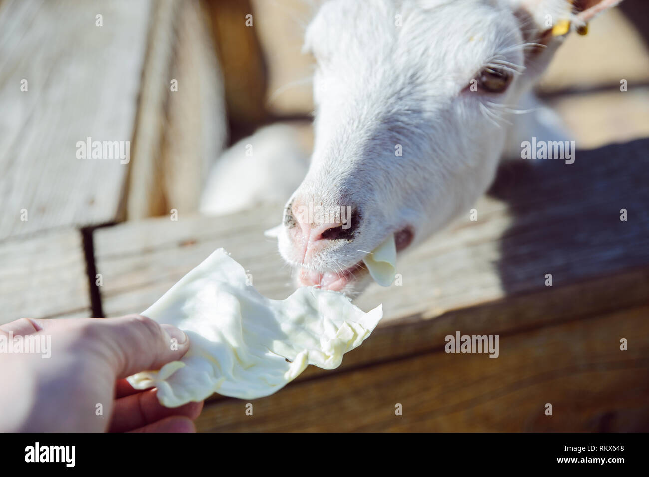 feeding animals with cabbage. goat close up. zoo life. farming Stock