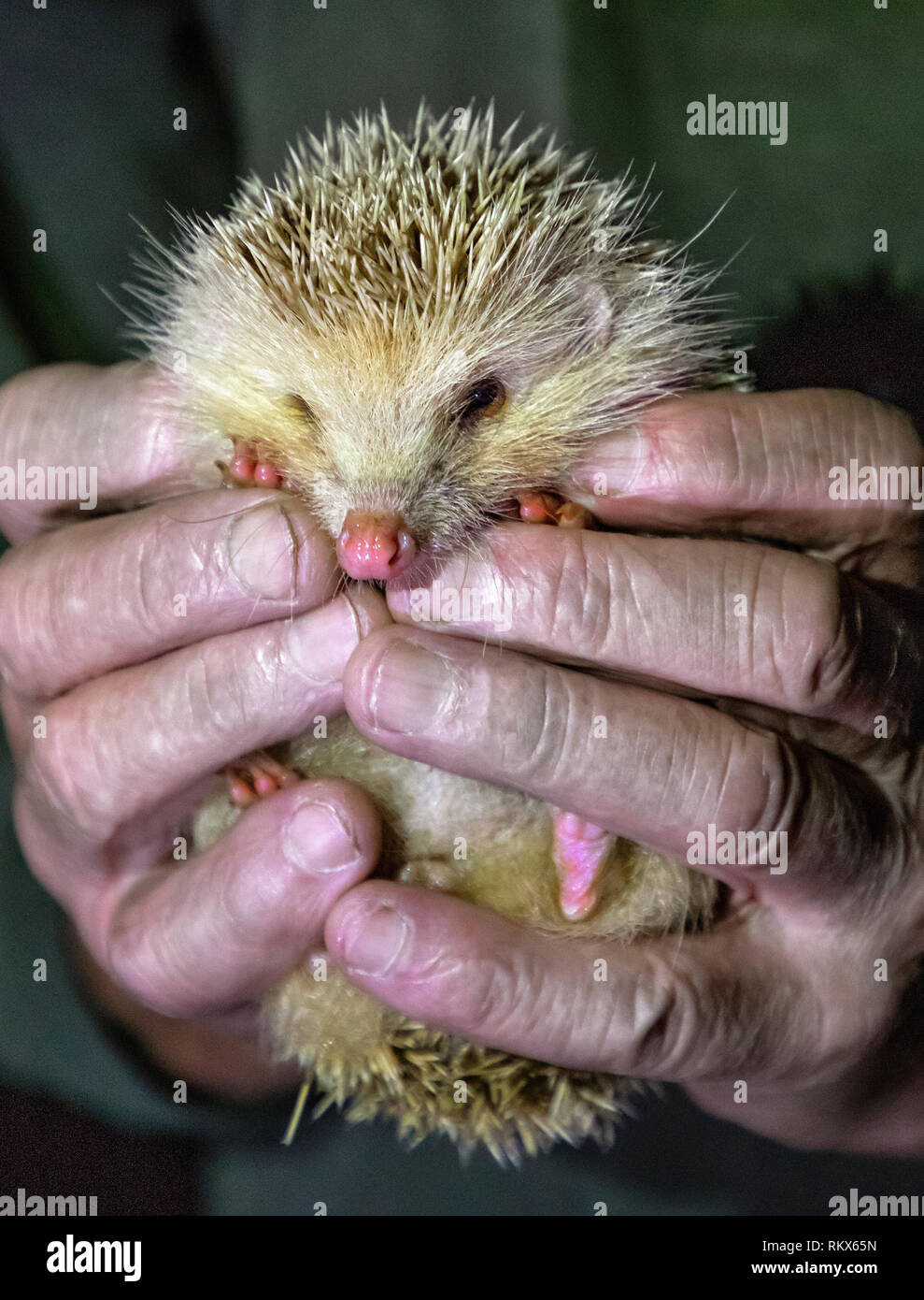 An Alderney blonde hedgehog being help up to show pink nose and feet. These hedgehogs have little fear of humans. Stock Photo