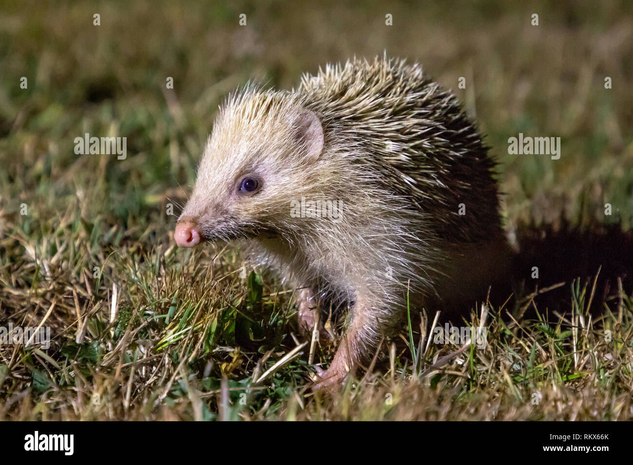 The Alderney Blonde Hedgehog, tame and approachable due to the lack of predation. Stock Photo