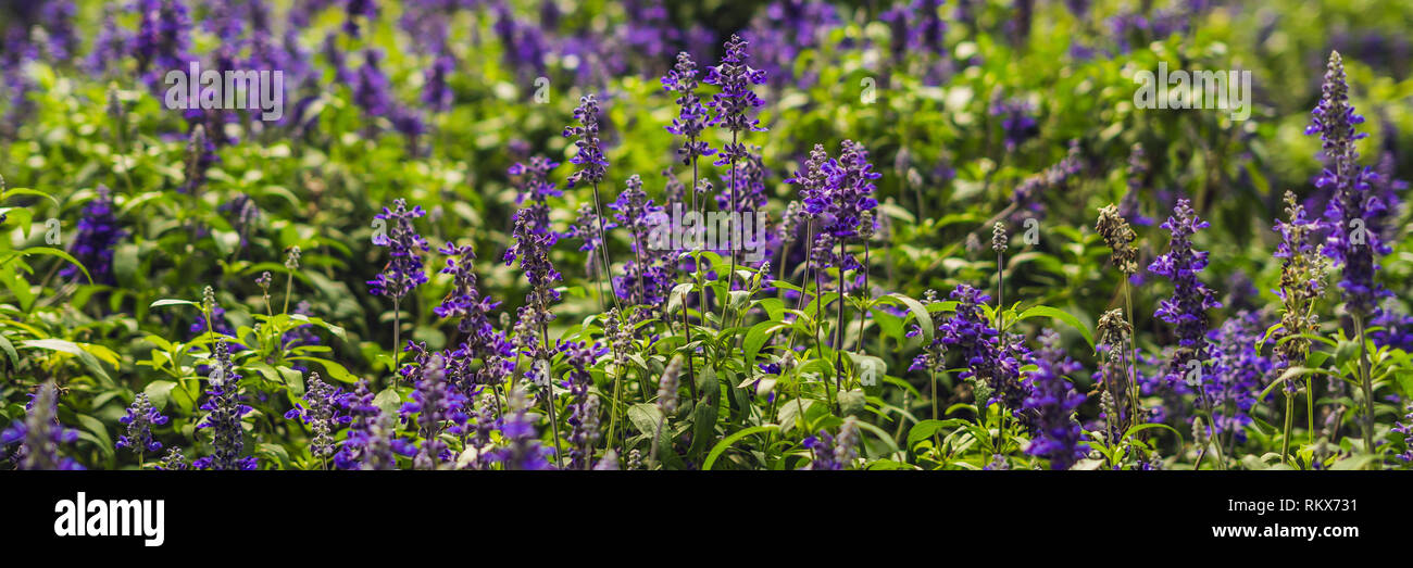 Lavender flowers at sunlight in a soft focus, pastel colors and blur ...