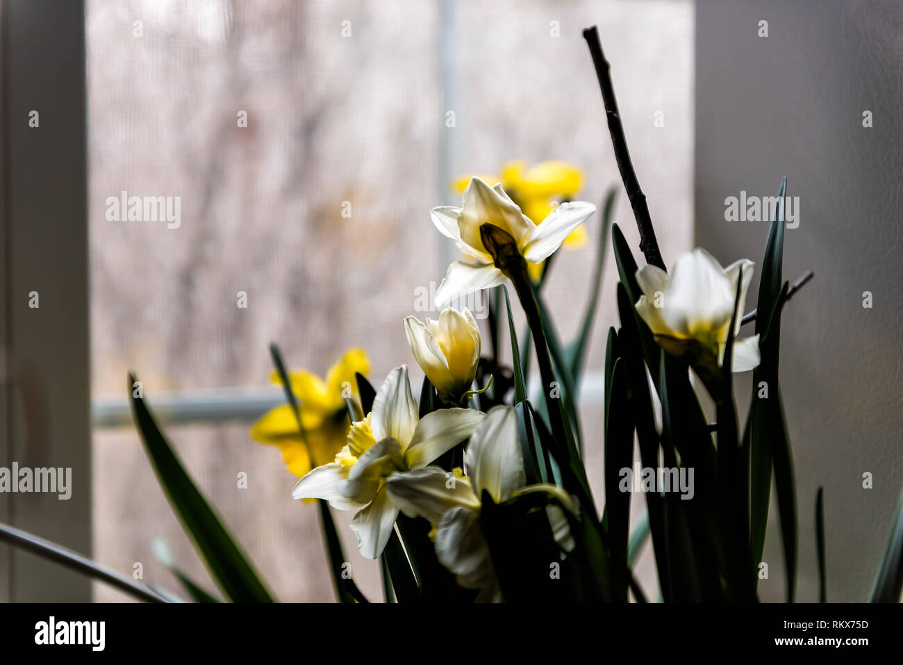 Many open white and yellow daffodil flowers silhouette indoors inside home house by window looking outside to sunlight in spring Stock Photo